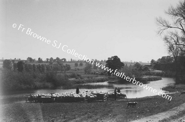 SHEEP WASHING IN RIVER BARROW